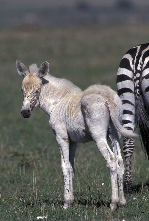 일반적인 흑백 줄무늬가 아닌 갈색과 베이지색 줄무늬를 가진 희귀 얼룩말(사진=AFP 연합뉴스)
