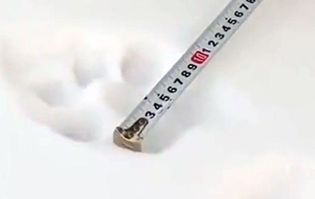 성인남성 주먹보다 큰 발자국은 러시아에서 중국 쪽을 향해 나 있었다. 주민 안전을 위해 관련당국과 서둘러 조사를 진행한 공안은 눈밭에 어지럽게 찍혀있는 발자국이 몸길이 1.5m의 암컷 백두산호랑이 새끼의 것임을 확인했다.