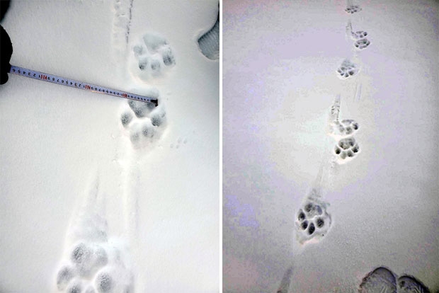 러시아에서 중국, 중국에서 다시 러시아로 돌아가는 호랑이 발자국. 암컷 새끼 호랑이의 발 길이는 13~14㎝, 너비는 12㎝ 정도로 추정됐다.