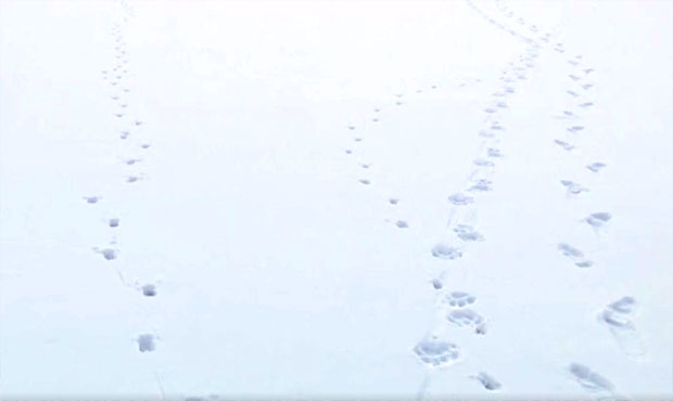 발자국이 관찰된 곳에서 1㎞ 떨어진 산림지대에서는 노루와 호랑이 족적이 나란히 발견됐다.