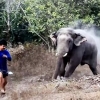 인간에게 서식지 뺏기고…굶주린 야생 코끼리 ‘분노의 돌격’ (영상)