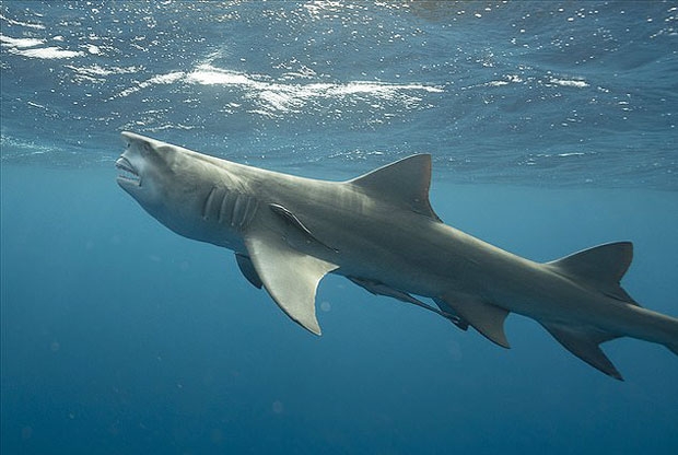 사진=태너 맨셀 인스타그램