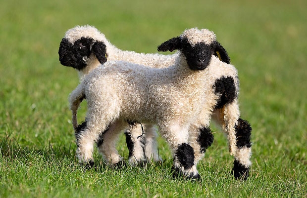 마치 인형같은 귀여운 외양 때문에 현재는 반려동물로서의 가치가 더욱 높다. 관련 업계에 따르면 F1(50% 순도)~F5(97% 순도)까지 혈통 순도에 따라 적게는 1000달러(약 112만 원)에서 많게는 1만 달러(약 1118만 원)에 팔려 나가고 있다.