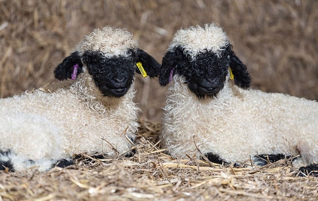 전 세계에 서식하는 흑비양은 약 1만4000마리로 희귀하게 관리되고 있다. 6년 전 스위스가 흑비양 수출을 금지한 터라 다른 나라에서는 이미 수입한 개체를 대상으로 한 자체 번식으로 그 수를 늘리고 있다.