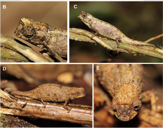 신종 카멜레온 브루케시아 나나의 모습.(사진=사이언티픽 리포츠)
