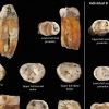 “혼혈 흔했나”…4만8000년 전 네안데르탈인 치아화석서 현생인류 흔적