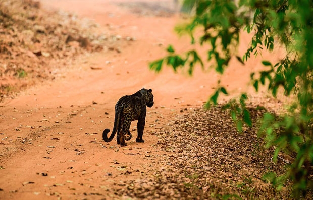 사진=아누락 가완디