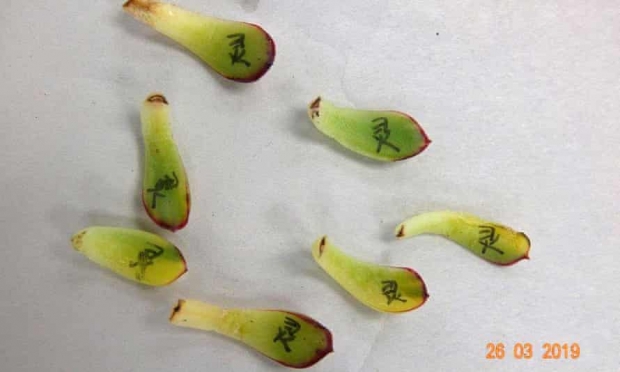 뉴질랜드 오클랜드에 거주하는 여성 리 씨가 2019년 당시 중국에서 뉴질랜드로 밀수하다 적발된 다육식물 자구