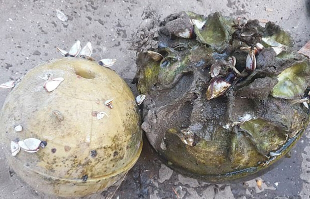 해변을 어슬렁거리던 그의 눈에 망가진 부표 하나가 들어왔다. 니욤데차는 진주조개가 붙은 부표를 혹시나 하는 마음으로 집으로 가져갔다./사진=타이랏