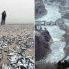 정어리 수천마리 떼죽음·인도 빙하 홍수…지구의 섬뜩한 경고