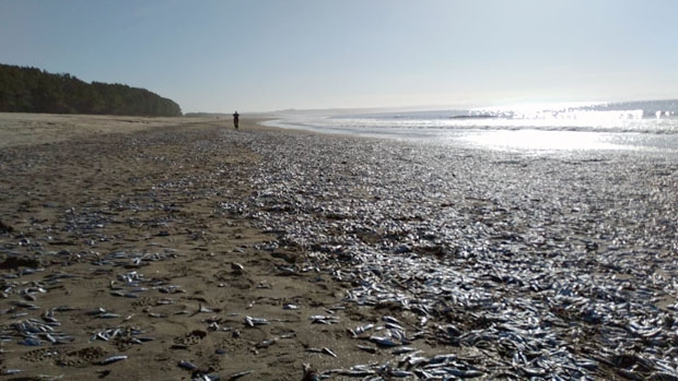 사진=칠레국립수산양식청(SERNAPESCA)