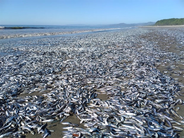 사진=칠레국립수산양식청(SERNAPESCA)