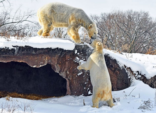 美동물원 북극곰, 교배 중 암컷 물어죽여…강제 짝짓기의 비극 美동물원 북극곰, 교배 중 암컷 물어죽여…강제 짝짓기의 비극