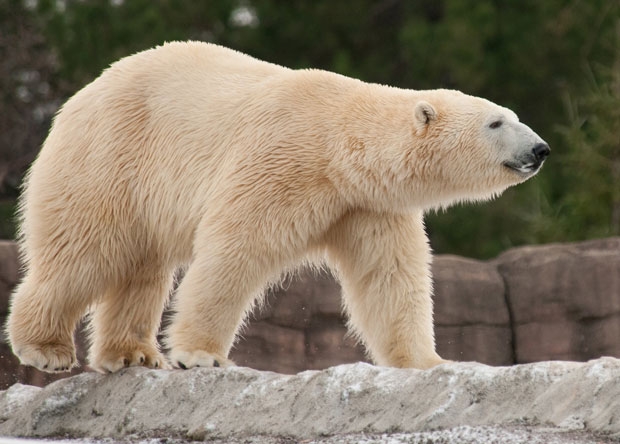 수컷은 이미 다른 여러 암컷과의 교배에서 새끼를 낳은 적이 있는 짝짓기 베테랑이었다. 얼마 전에는 동물원 내 다른 암컷 수카(8)와의 사이에서 쌍둥이를 얻었다./사진=디트로이트동물원