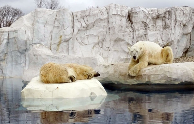 다른 암컷과 여유로운 한때를 보내던 수컷 ‘누카’의 모습./사진=디트로이트동물원