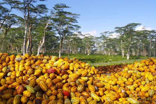 코코아 농장 자료사진 123rf.com