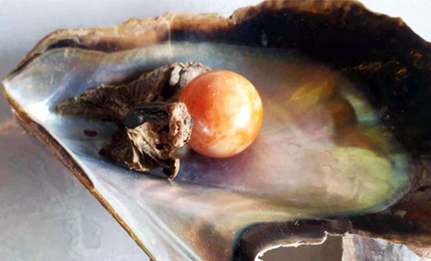 지난달 태국 나콘시탐마랏주의 30대 어부가 습득한 멜로 진주도 황금색이 두드러졌다./사진=타이랏