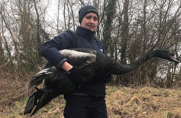 영국 동물보호단체 RSPCA가 연못에서 처음 백조를 발견했을 당시의 모습(RSPCA)