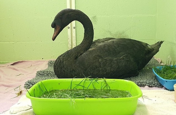 동물보호단체 직원들이 수차례 검은 물질을 씻어냈음에도 불구하고, 백조의 흰 깃털은 이미 검게 물들어버려 돌이킬 수 없는 상태가 됐다(RSPCA)