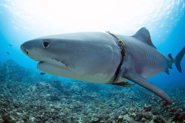 사진=제이슨 라퍼티