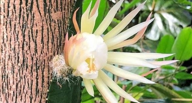 영국 케임브리지대학 보타닉가든에서 개화한 희귀 선인장 셀레니체레우스의 꽃. 단 12시간 피었다 진 이 꽃의 개화 과정은 20만 명이 생중계로 지켜봤다.