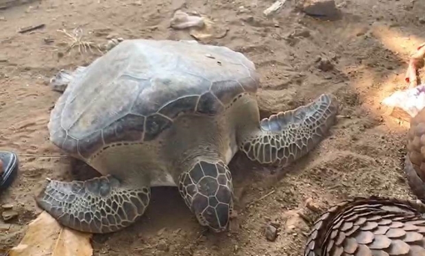 나이지리아의 한 재래시장에서 거래되고 있는 동물과 시장 전경
