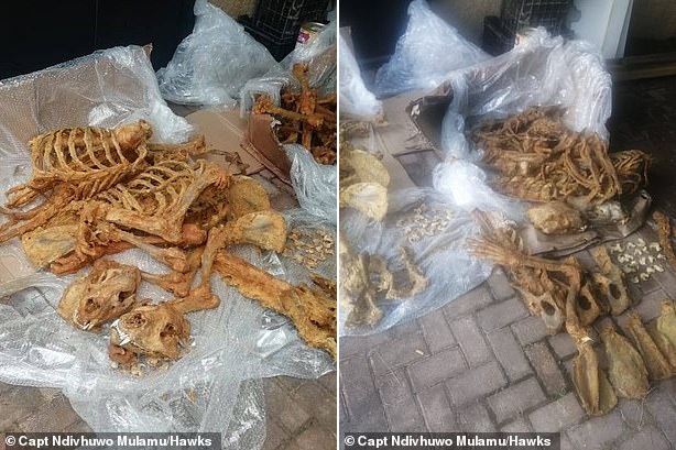 현지 경찰이 압수한 사자 뼈들의 모습.(사진=남아공 경찰특별수사대 제공)