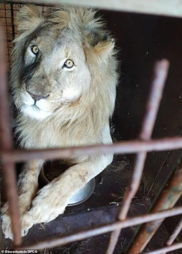 좁은 우리에 갇혀 있는 수사자의 모습.(사진=블룸폰테인 SPCA)
