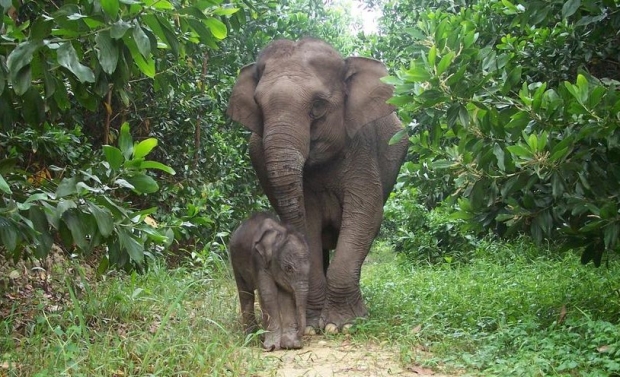 수마트라 코끼리의 모습 (자료사진)
