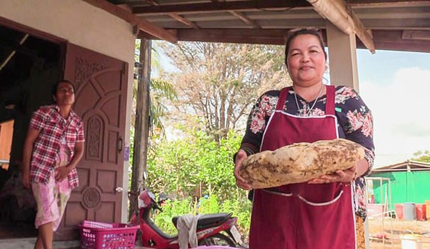 지난달 23일 태국 나콘시탐마랏주 시리포른 니암린(49)이라는 주민 여성도 수억 원대 용연향을 주워 화제를 모았다. 폭풍우가 지나간 후 해변을 따라 걷던 그녀는 폭 30㎝, 길이 61㎝, 무게 약 7㎏짜리 황금빛 용연향을 발견했다. 가격은 790만 바트, 한화 약 3억 원으로 책정됐다.