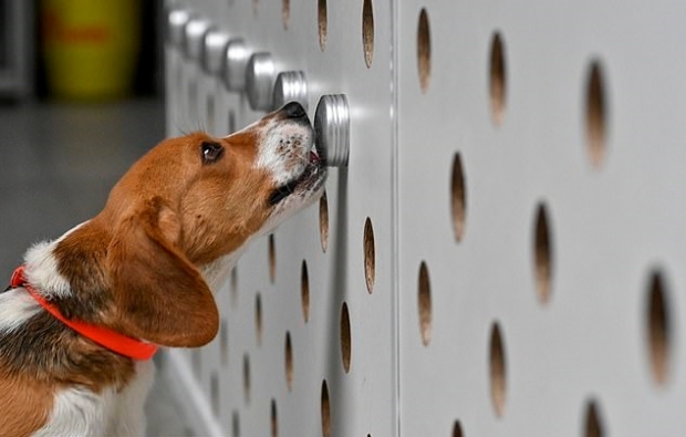 코로나19 바이러스 감지 훈련을 받는 벨기에 개의 모습. 사진=AFP 연합뉴스
