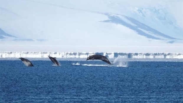 사진=뉴질랜드남극연구소