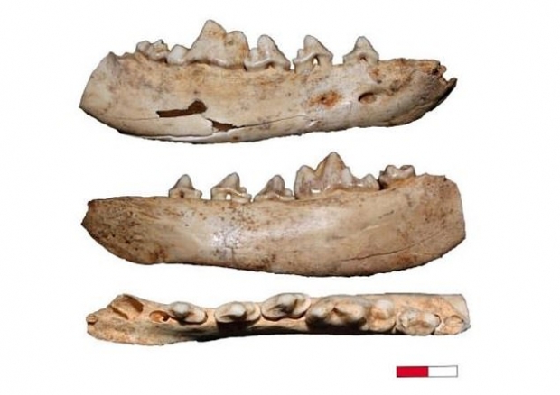 연구진은 고대 갯과동물의 화석을 분석해 얼마나 오래됐고 어떤 먹이를 주로 먹었는지를 알아냈다.(사진=사이언티픽 리포츠)