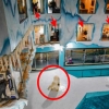 “객실에서 북극곰 구경”…中 호텔 멸종위기 동물 학대 논란