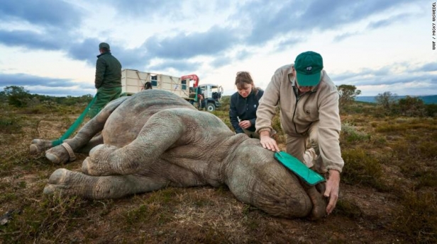 기존의 방법대로 들것에 실려 옆으로 누운 채 이동되는 코뿔소의 모습