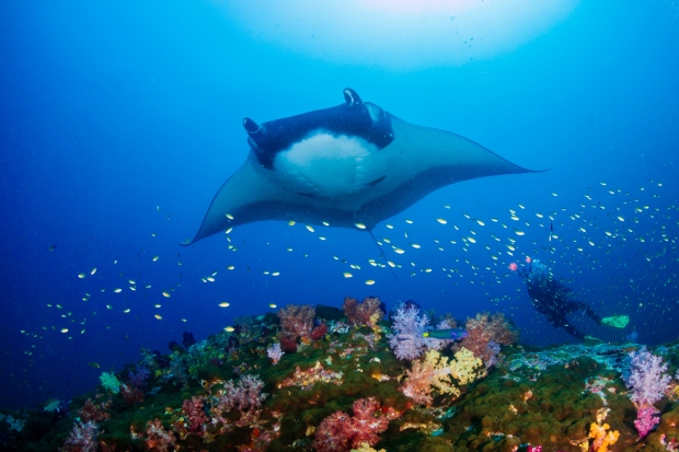 만타가오리(사진=123rf)