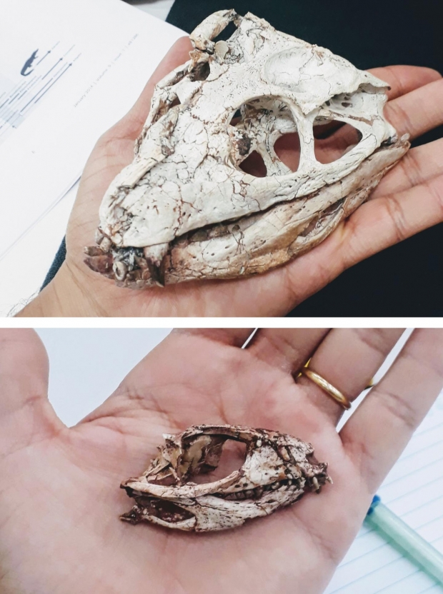 백악기 육지를 뛰어다닌 악어 노토수쿠스류의 화석. 이 종은 곤충과 식물 등을 먹고 살았다.(사진=Daniel Martins dos Santos) 백악기 육지를 뛰어다닌 악어 노토수쿠스류의 화석. 이 종은 곤충과 식물 등을 먹고 살았다.(사진=Daniel Martins dos Santos)