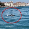 베니스에 등장한 돌고래 한 쌍…끝나지 않은 ‘코로나 역설’(영상)