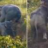 도랑에 빠진 야생 코끼리 한 쌍, 서로 도와 탈출하는 놀라운 순간 (영상)