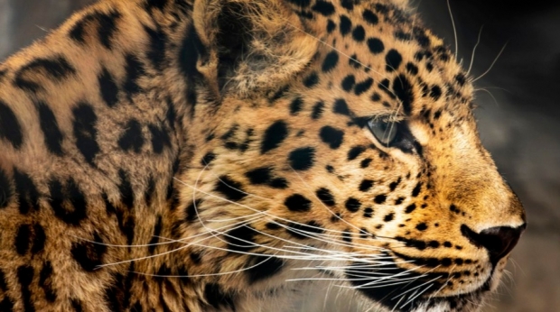 국제적인 멸종위기에 처한 아무르표범이 러시아에서 포착됐다. 조선표범, 한국표범으로도 불리는 아무르표범의 개체 수는 20년 전 35마리에 불과했으나 보존을 위한 노력으로 현재 100여 마리까지 증가했다. 아무르표범 자료사진