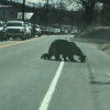 새끼 곰 네 마리 데리고 길 건너기…어미 곰의 고군분투 (영상)