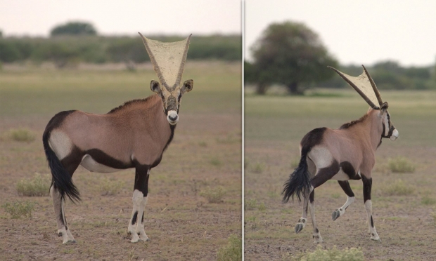 아프리카 영양 뿔 사이에 비닐? 알고보니 거미줄