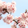 “일본 벚꽃 만개 시기, 1200년 만에 가장 빨랐다”…원인은?