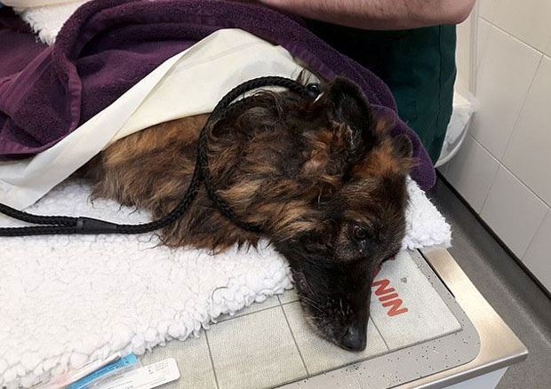 의료진은 고령에 상태도 좋지 않은 벨라가 소생하기 어려울 거로 내다봤다. 하지만 벨라는 끈질긴 생명력을 보여주었다.