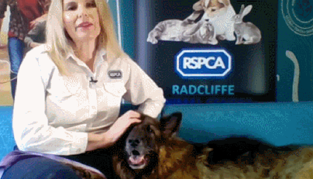 벨라의 재활을 도운 래드클리프동물센터 엘라 카펜터 역시 지난 달 언론 인터뷰에서 “벨라가 이런 끔찍한 시련을 이겨낼 수 있을지 의문이었다. 고령에다 상태도 좋지 않아 살지 못할 거로 생각했다. 하지만 벨라는 포기하지 않았고, 매일 자신과 싸움에서 승리했다”고 밝혔다.