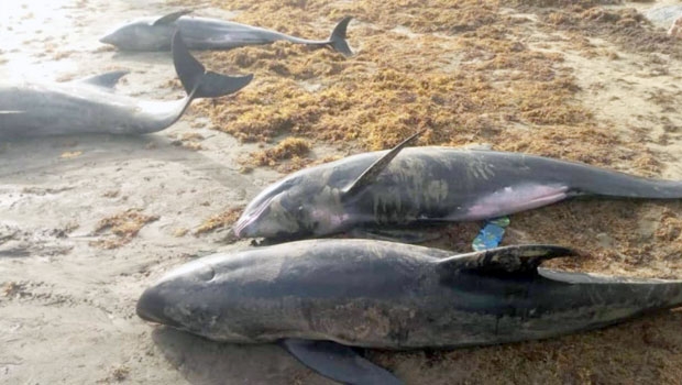 그런데 조사가 끝나기도 전에 오수캐슬비치에서 약 300km 떨어진 악심비치 주변에서 또 다른 물고기 떼가 관찰됐다. 이번에는 돌고래 수십 마리도 포함됐다.