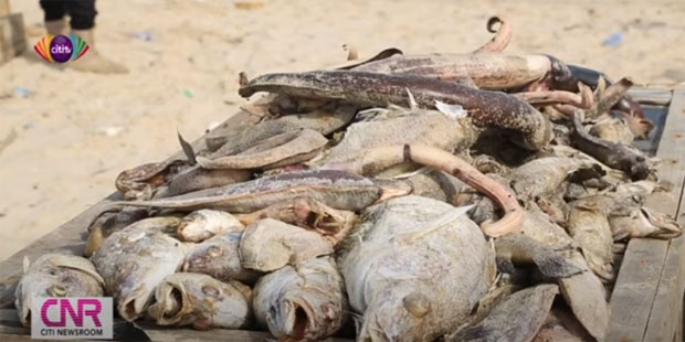 가나 식약처는 성명을 통해 “해변으로 떠밀려온 물고기를 소비해도 되는지 확인하기 위해 실험실 조사에 착수했다”면서 “결과가 나오기 전까지는 절대 물고기를 섭취하지 말라”고 경고했다.