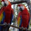 [여기는 남미] 마야문명 상징…멸종위기종 ‘빨간 앵무새’를 구하라