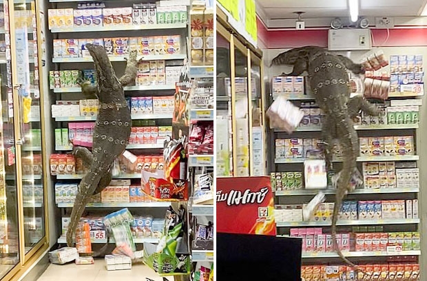 도마뱀은 유유히 가게 안을 활보했다. 현장 영상에는 편의점에 냉장고 문을 열려다 실패한 도마뱀이 바로 옆 진열대로 기어오르는 모습이 담겨 있다.