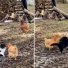 닭도 서로 돕는다…힘 합쳐 고양이 쫓아낸 두 암탉 (영상)
